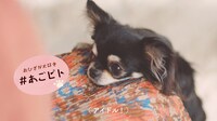 「#愛犬ほっこりあるある」より「#あごピト」するラムネ。