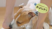 「#愛犬ほっこりあるある」より「#はなすり」するてん。