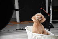 人気画像5位は「西川貴教の愛犬うぃ『消臭力』ペット用パッケージに登場『一生の記念になります』」より、西川貴教の愛犬・うぃ。
