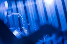 ハープ越しのJC（Vo / んoon）。（Photo by SARU［Ayumi Saruya］）