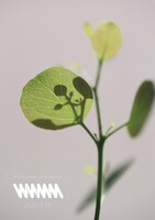 「mitsume presents "WWMM"」告知ビジュアル