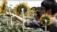 ひまわりを触る花池洋輝（手前）と吉田靖直（奥）。