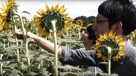 ひまわりを触る花池洋輝（手前）と吉田靖直（奥）。