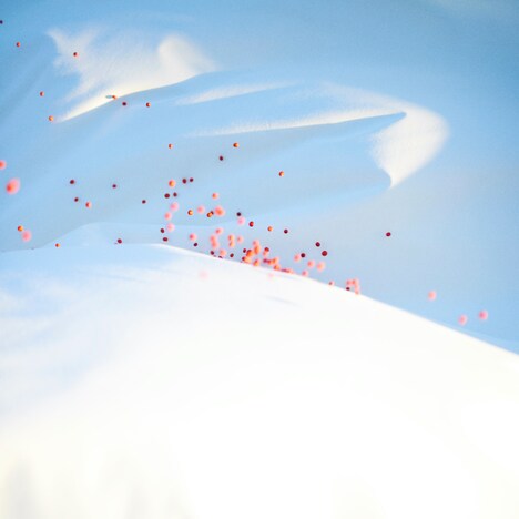 Sweet Williamと青葉市子「あまねき」配信ジャケット