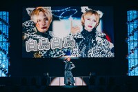 白鳥白鳥（撮影：タマイシンゴ）