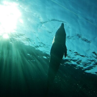 JJJ「loops」配信ジャケット