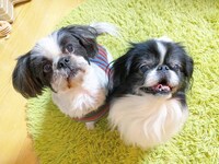 こたろうとぽんず。