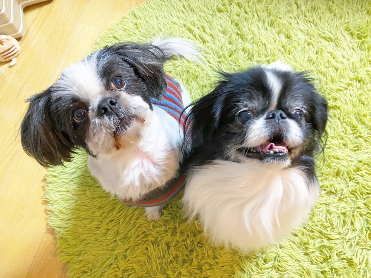 こたろうとぽんず。