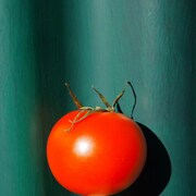 珠 鈴「トマト」配信ジャケット