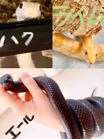 ヘビのハク、ライム、エール。