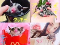 モモンガのクッキー、ポッキーとプリッツ、テン、ラブ。