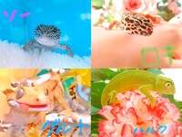 トカゲのソー、ロキ、グルートと、カメレオンのハルク。