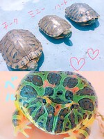 カメのチーク、ミニー、ハートとカエルのベル。