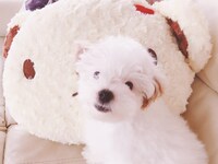 赤ちゃんの頃のジョナ。