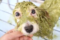 鈴木が選んだジョナのベストショット。