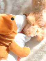 鈴木が選んだゾロのベストショット。