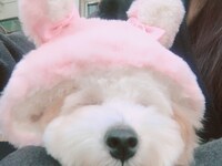 リラックス中のジョナ。