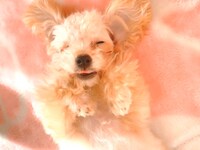 リラックス中のゾロ。