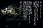 ミト(B)によるコメント。