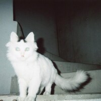 Ms.Machine「Lapin Kulta」配信ジャケット