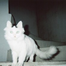 Ms.Machine「Lapin Kulta」配信ジャケット