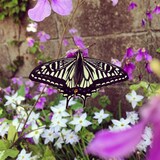 高野寛「歌とギター」配信ジャケット