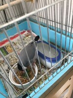 シードを食べる寅。