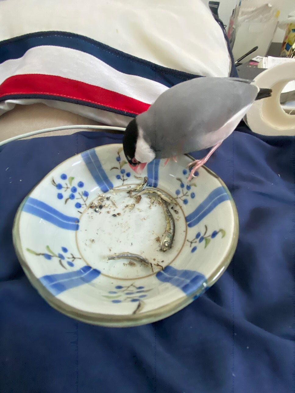 煮干しを食べる寅。