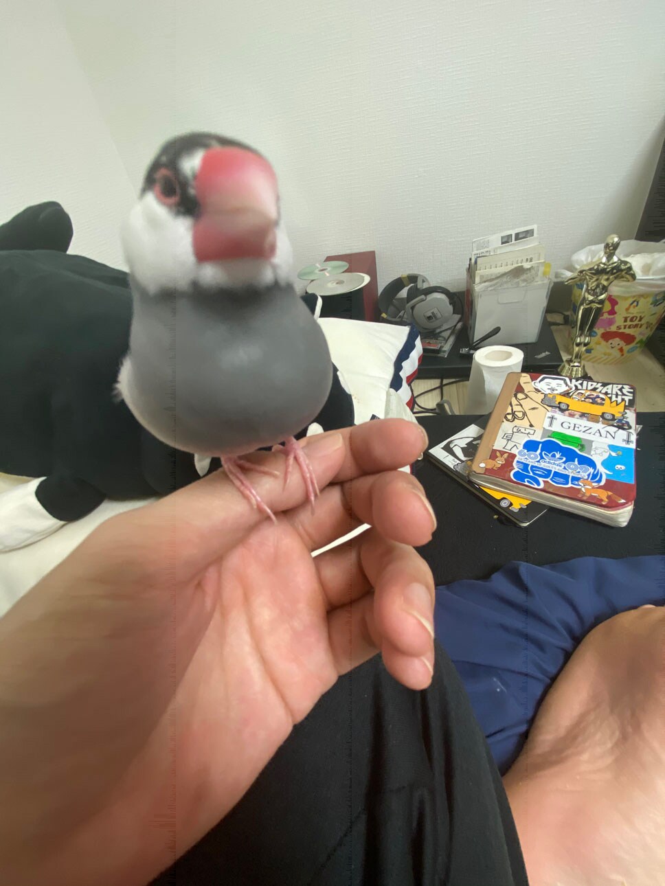 KMCの手に乗る寅。