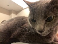 ロシアンブルーのR。