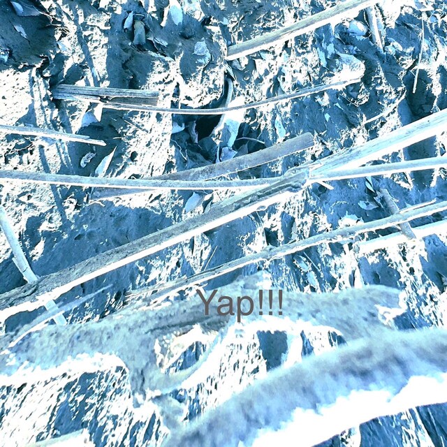 Yap!!!「Dreaming」配信ジャケット