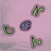 CVN「Egg」配信ジャケット