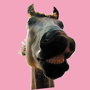 THE HIGH-LOWS「Do!! The★MUSTANG」ジャケット