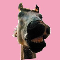 THE HIGH-LOWS「Do!! The★MUSTANG」ジャケット