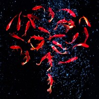 神はサイコロを振らない「泡沫花火」配信ジャケット