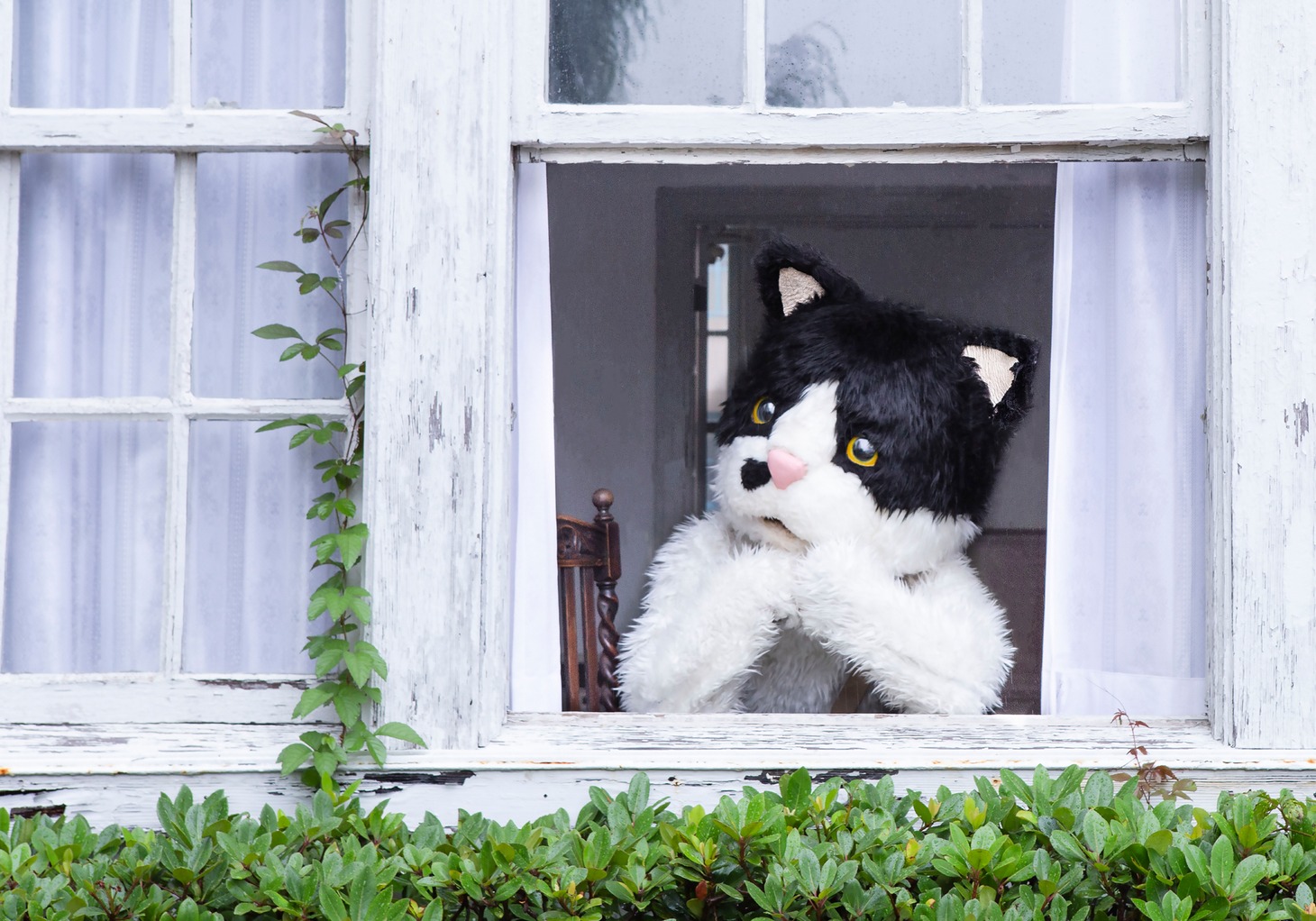 むぎ（猫）