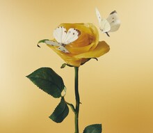 あいみょん「おいしいパスタがあると聞いて」初回限定盤ジャケット