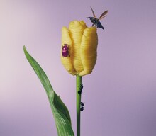 あいみょん「おいしいパスタがあると聞いて」通常盤ジャケット