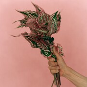 宮本浩次「P.S. I love you」配信ジャケット