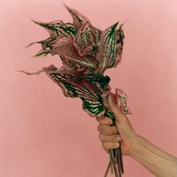 宮本浩次「P.S. I love you」配信ジャケット