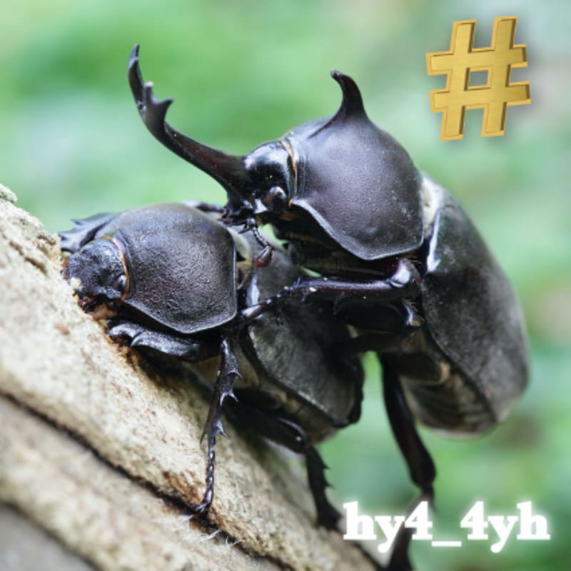 hy4_4yh「#」配信ジャケット