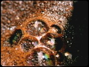 森山直太朗「ありがとうはこっちの言葉」ミュージックビデオのワンシーン。