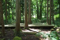 2020年夏の木道亭。