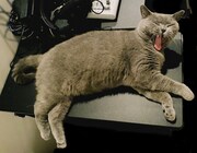 ワゴンの上で寝るブリティッシュショートヘアのニアちゃん。