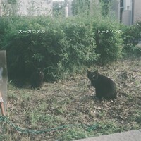 ズーカラデル「トーチソング」配信ジャケット