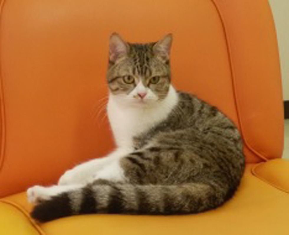 にぼし