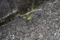 秩父のバッタ。