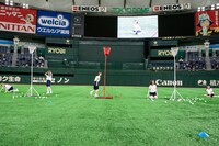 豆柴の大群による玉入れの様子。