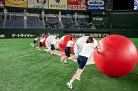 豆柴の大群による大玉転がしの様子。