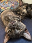 手前からアンとニュイ。